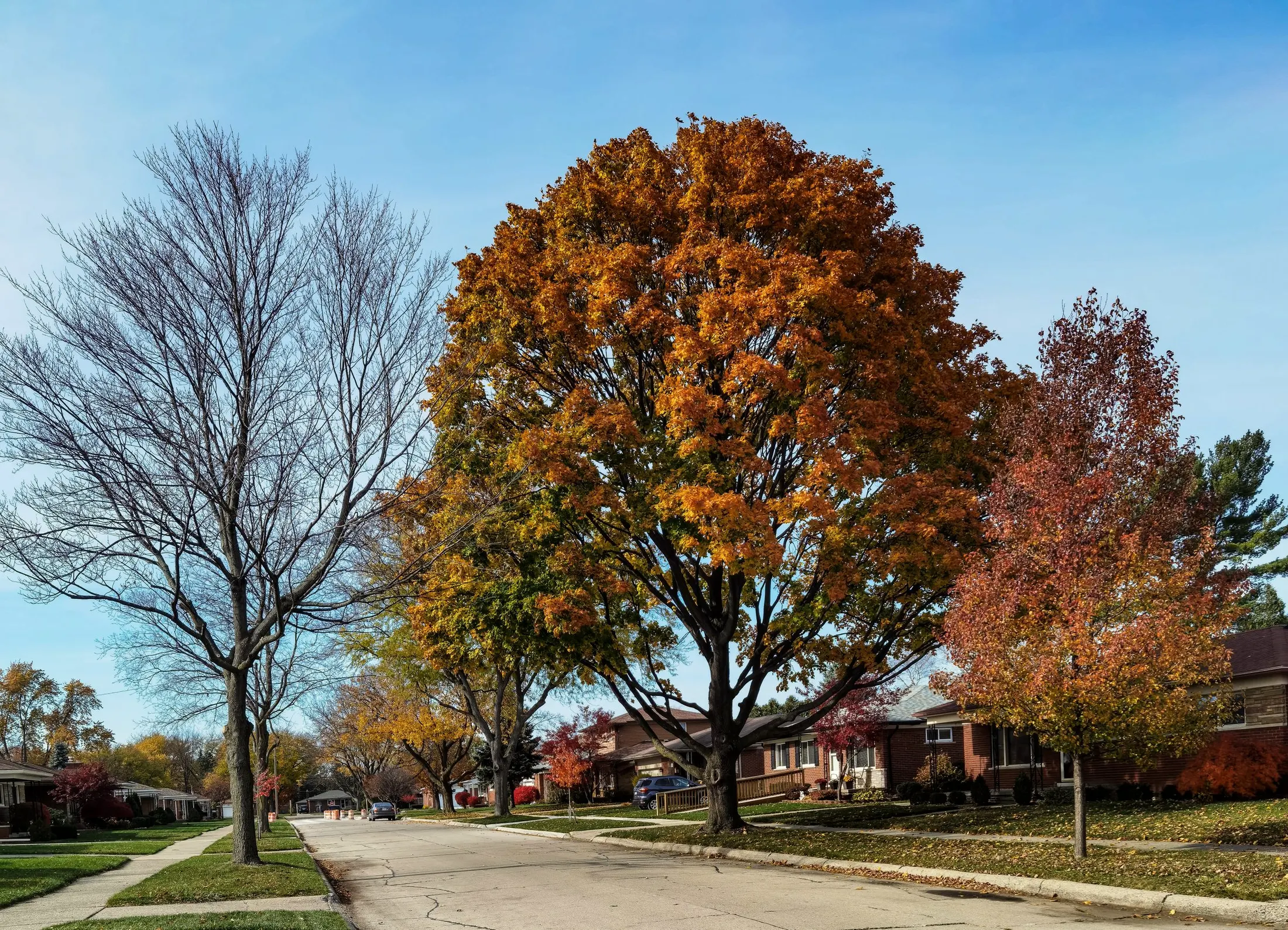 A quiet residential street with large autumn trees and houses set back from the road